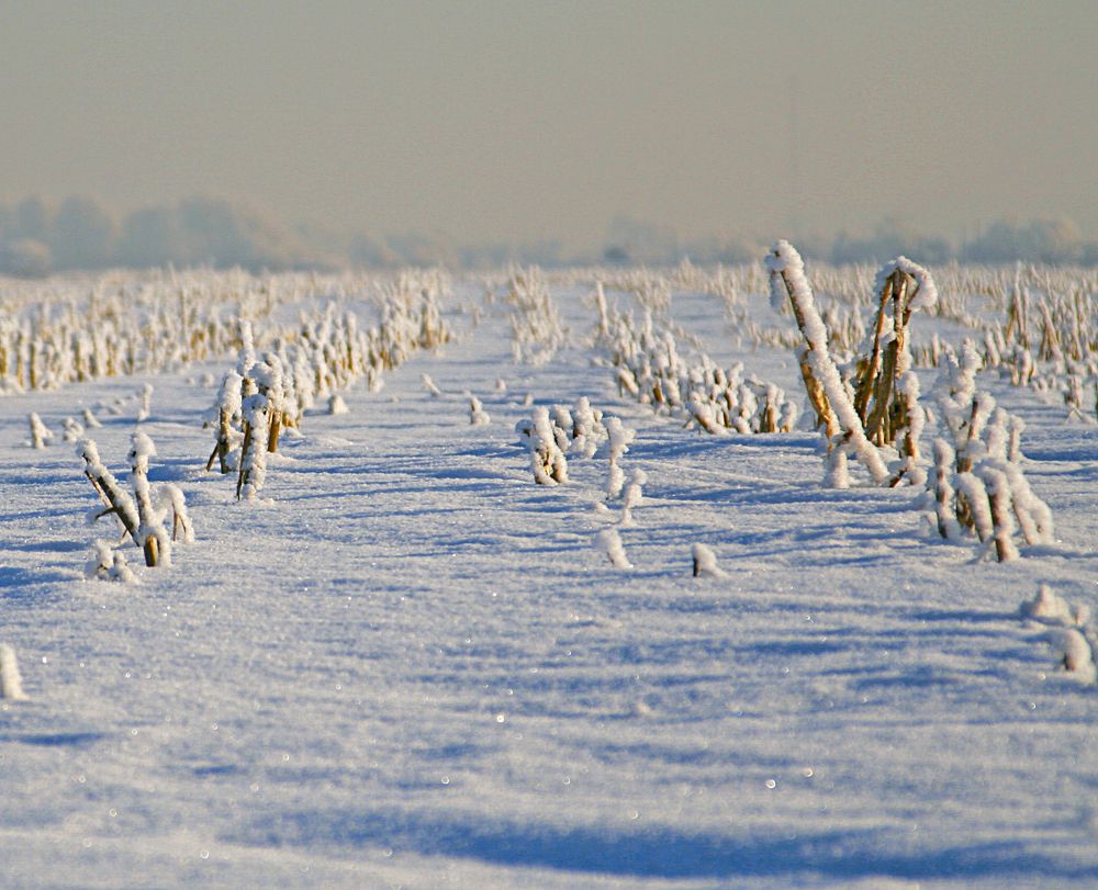 Photograph by Игорь Зиновьев