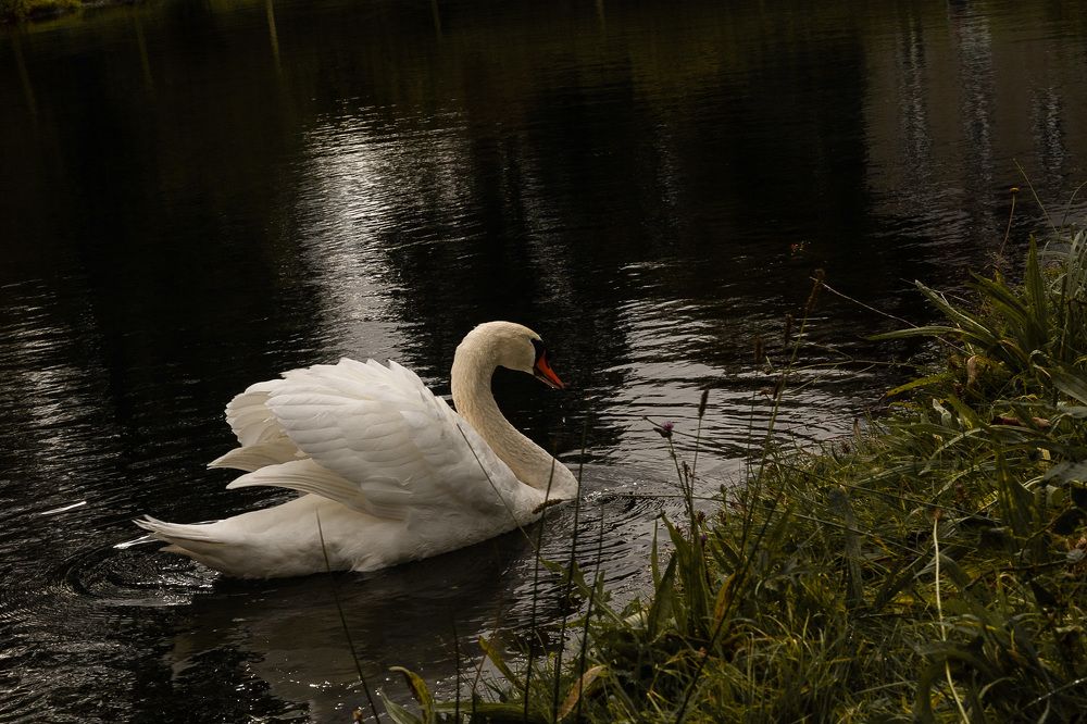 Фотография автора Elena Martynova-Rybczynski