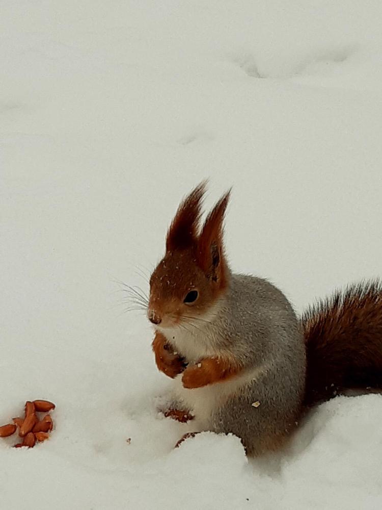 Фотография автора Наталья Шендяпина