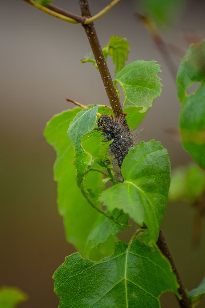 Photograph by Sasha Zavarova
