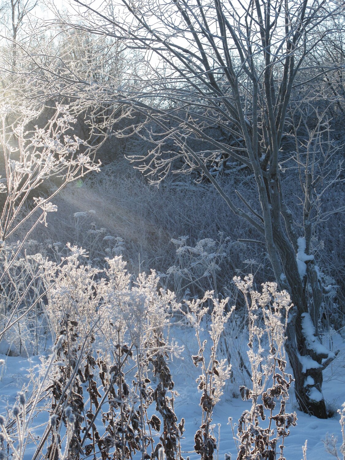 Photo #10116675