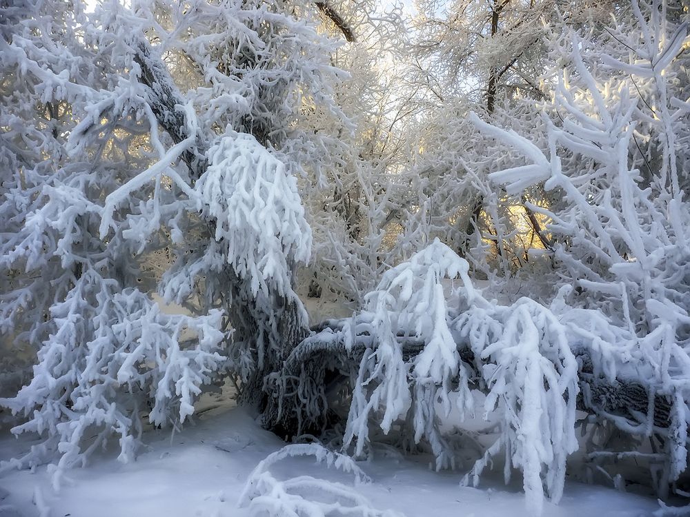 В царстве Снегурочки