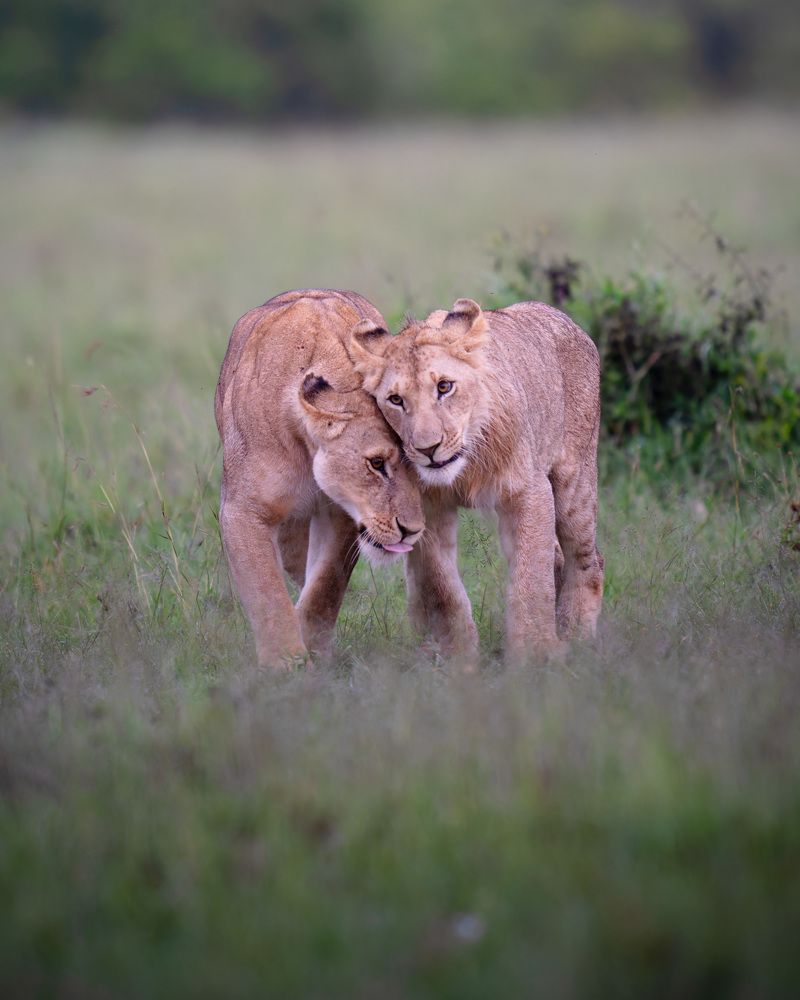 Фотография автора Karthik Subramaniam