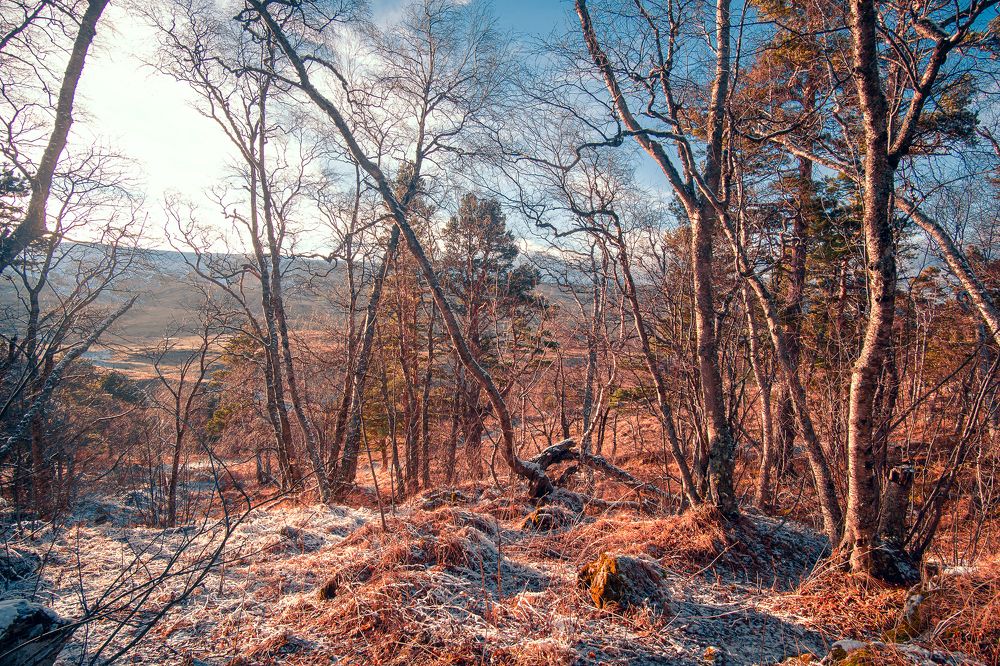 На лесной опушке