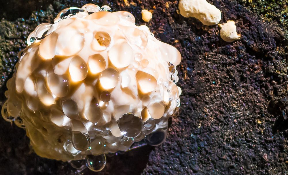 Гриб дождевик