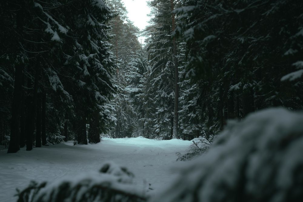 Snow forest