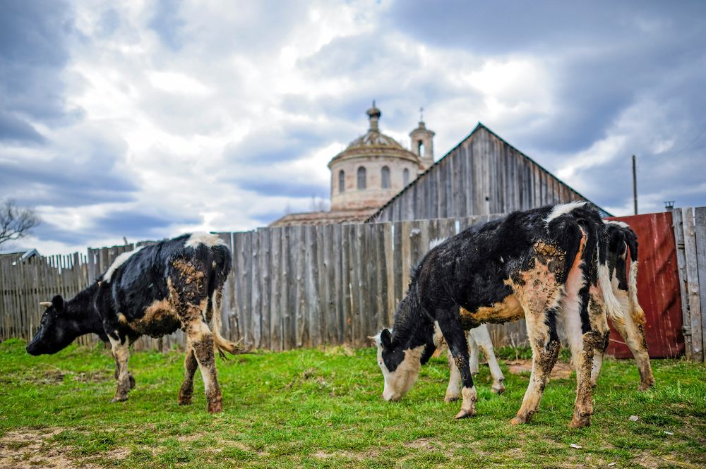 Photograph by Михаил Кинеев