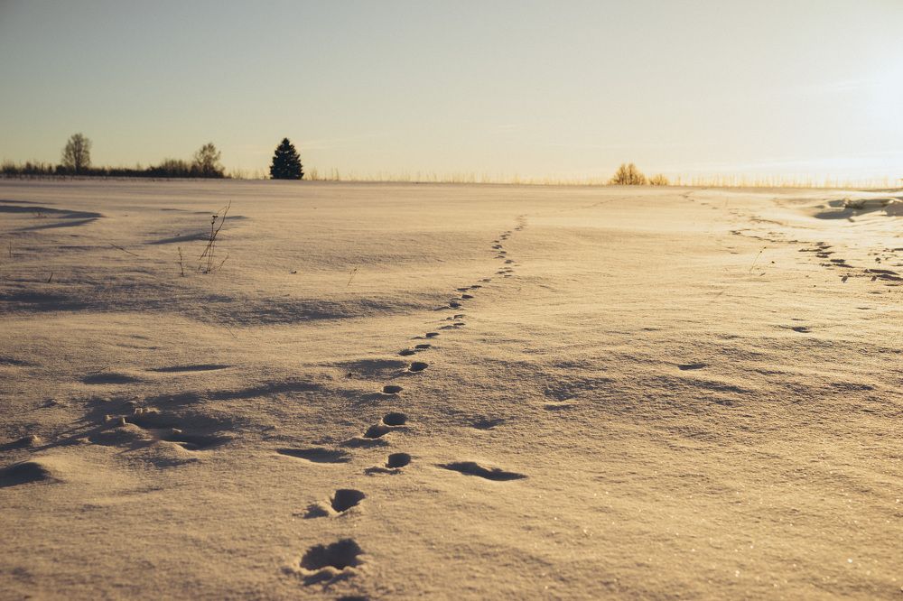 Photograph by Елена Подшевалова