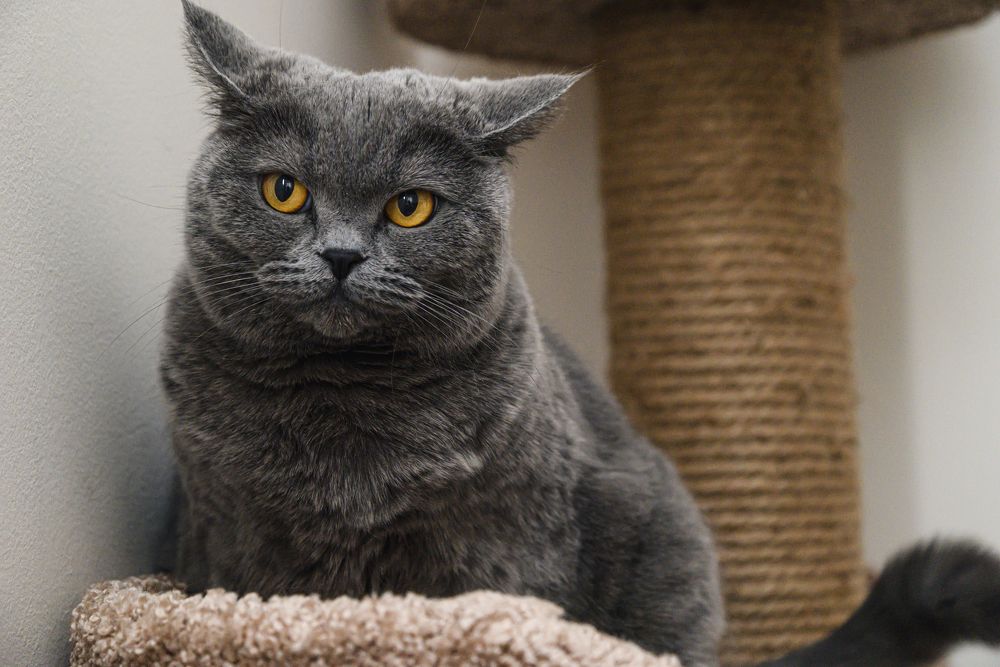 "Я устал позировать"