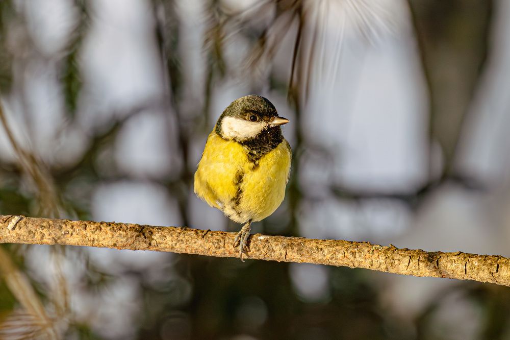 Photograph by Сергей Улыбышев