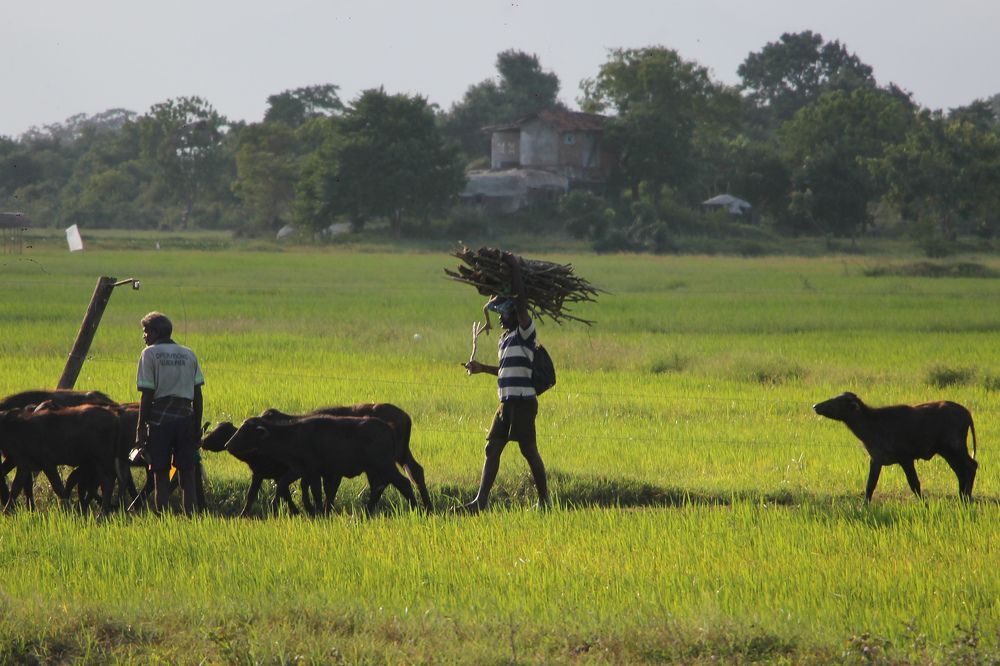 Photograph by Dewindu H. Fernando