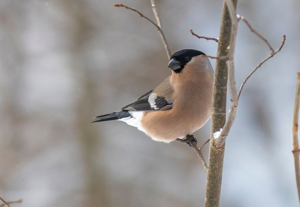Снегарка в зимнем лесу