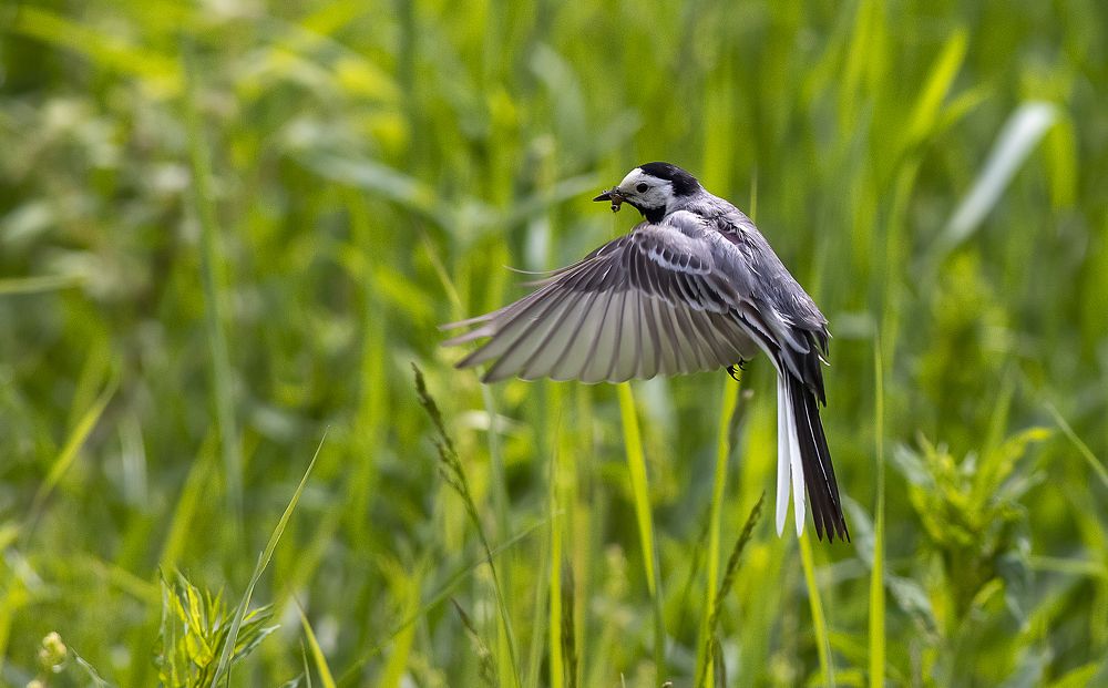 Охота белой трясогузки