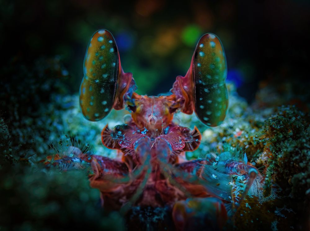 Super Eyes of Mantis