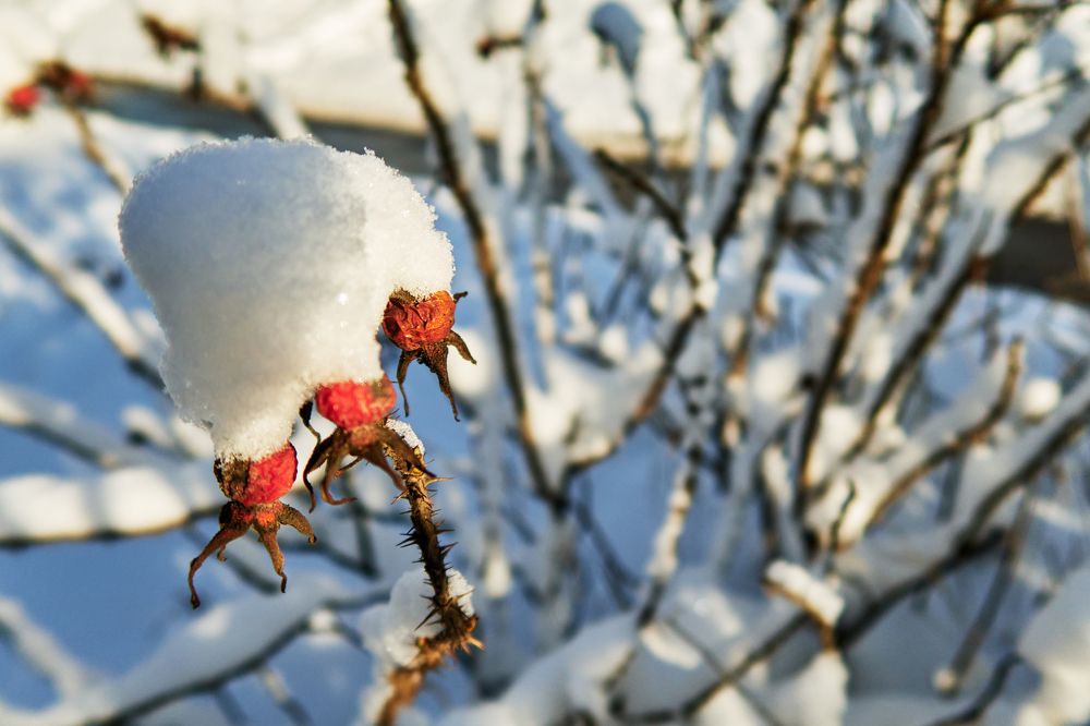 Photograph by Наталья Малышева