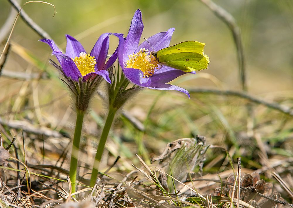 Первая бабочка