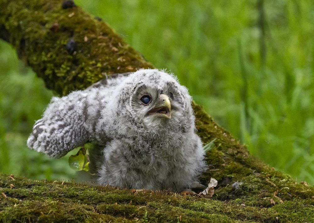 Птенец длиннохвостой неясыти