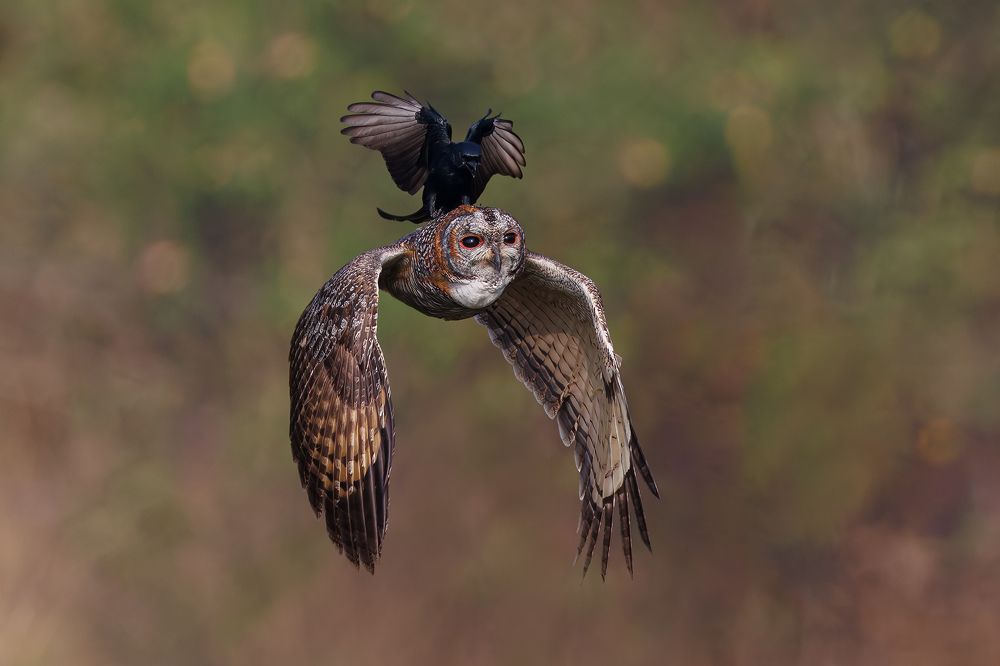 A Mottled Wood Owl harassed by a Black Drongo