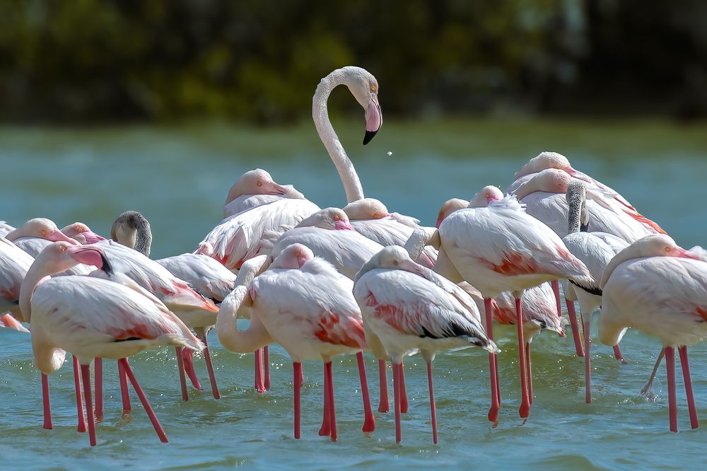 Photograph by Mohammed Abdul raheem Al Faraj