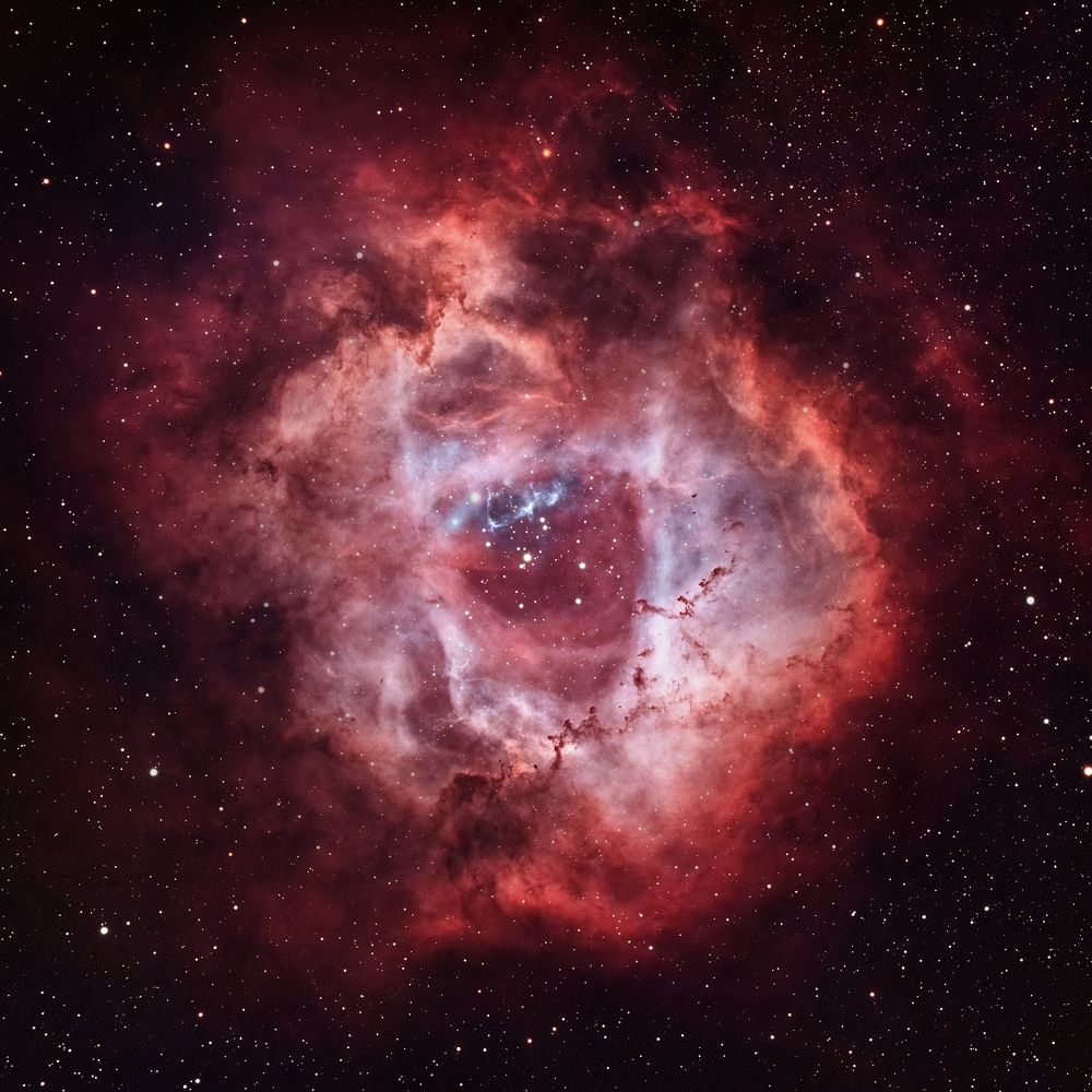 Cosmic Rose