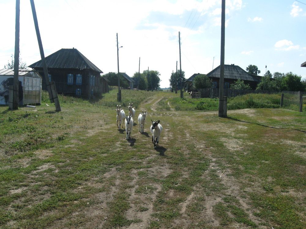 Банда рогатых