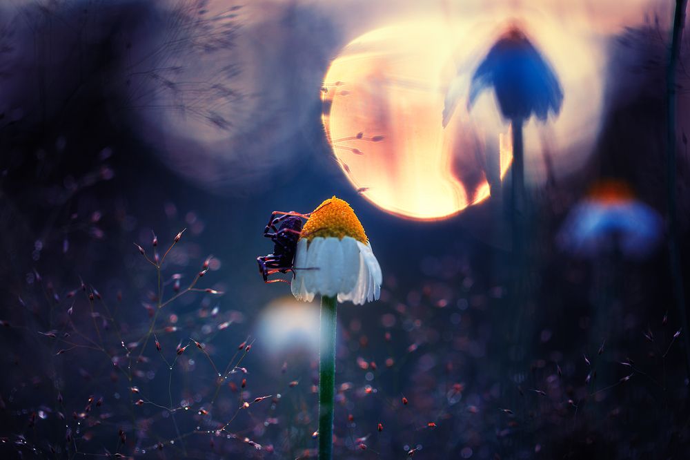 Photograph by Georgi Georgiev