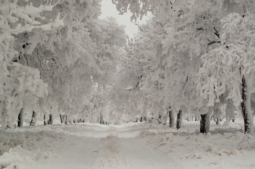 Photograph by Александр Третьяков