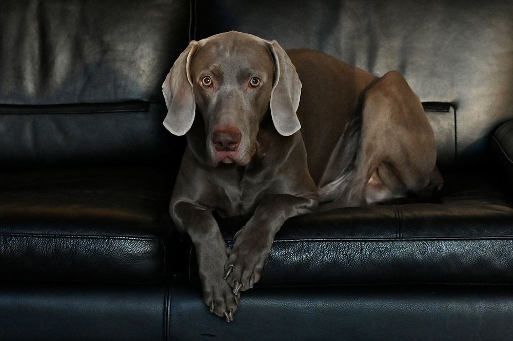 Господин Кеша