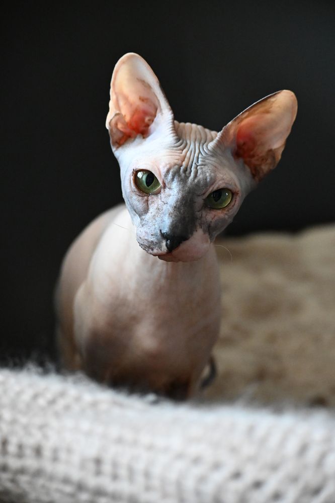 Фотография автора Larisa Meshkova