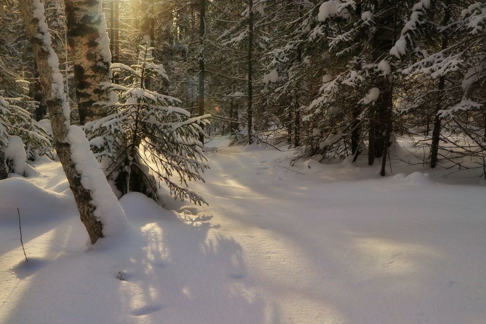 Фотография автора Анатолий Нифантов