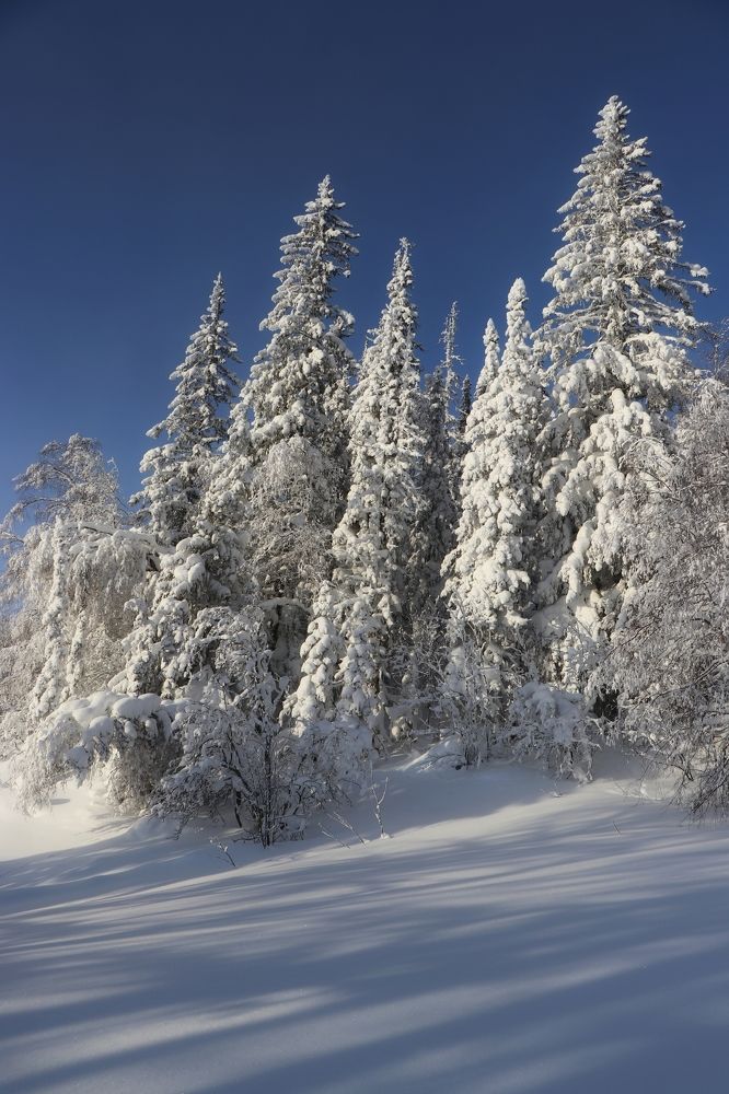 Фотография автора Анатолий Нифантов