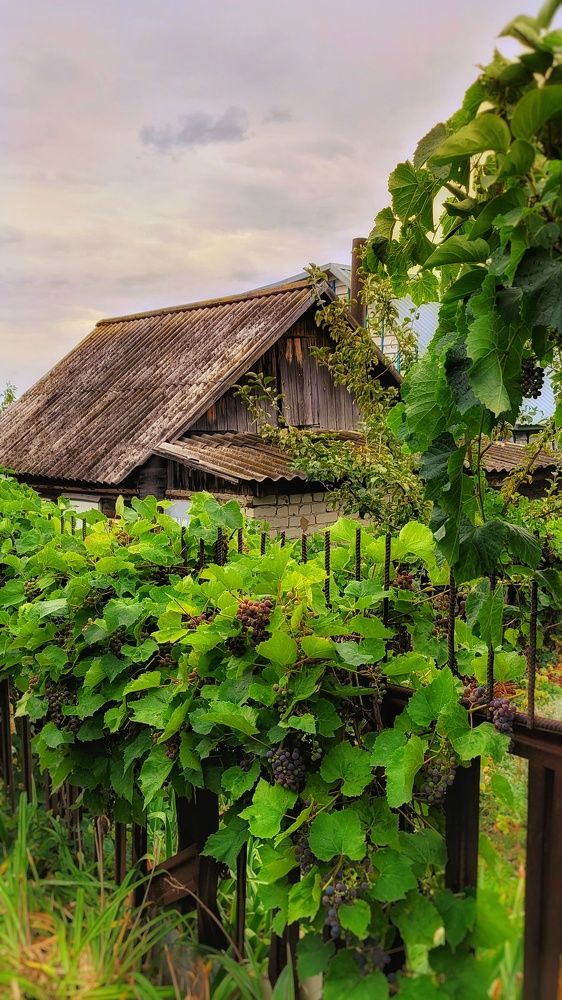 Photograph by Анна Вокуева