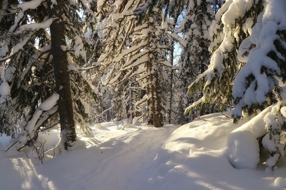 Фотография автора Анатолий Нифантов