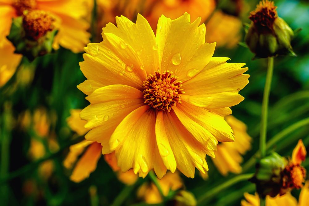 После ночного дождя