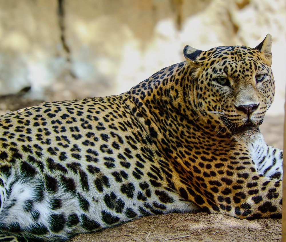 Photograph by Costin Gligor