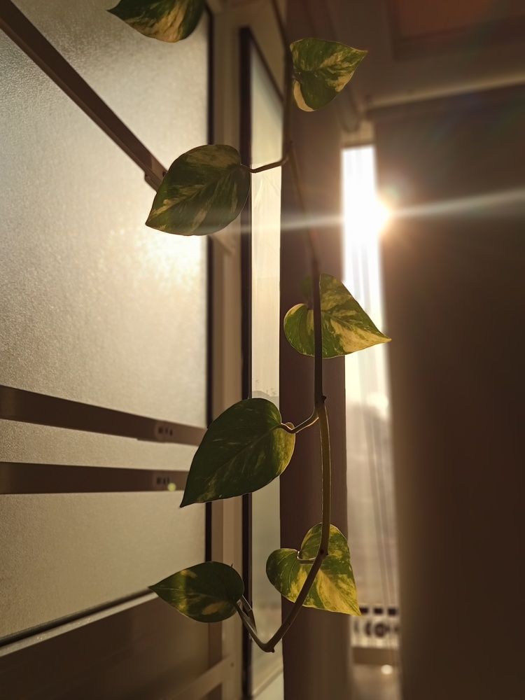 Plants are just home