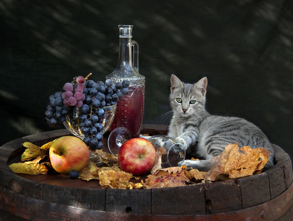 Autumn etude with a playful cat