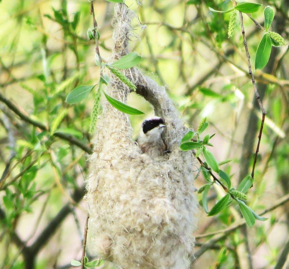 Photograph by Лариса Басова