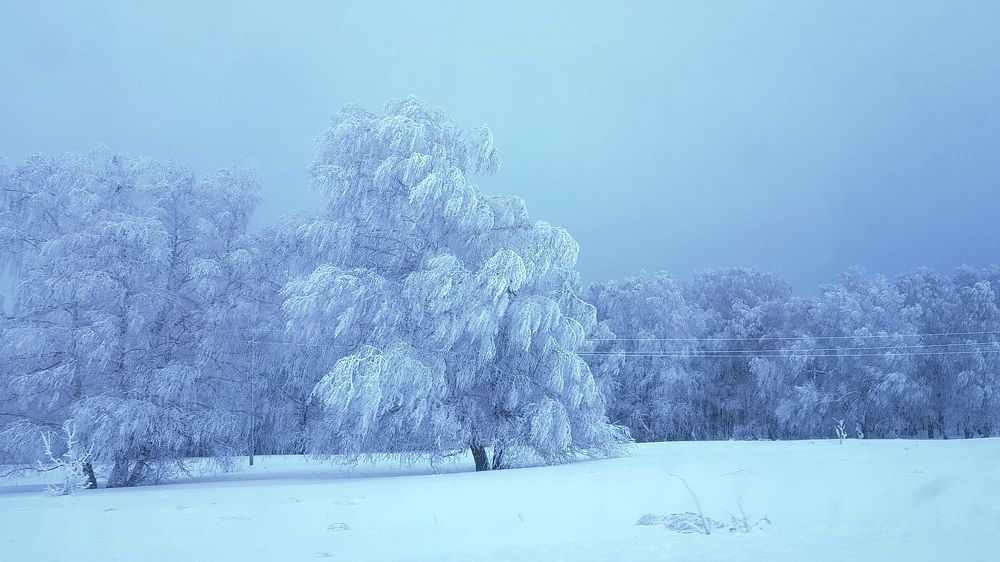 Принакрылись снегом, точно серебром