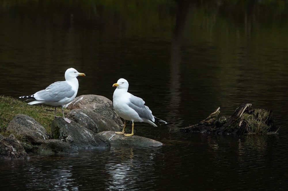 Photograph by jelena konickaja