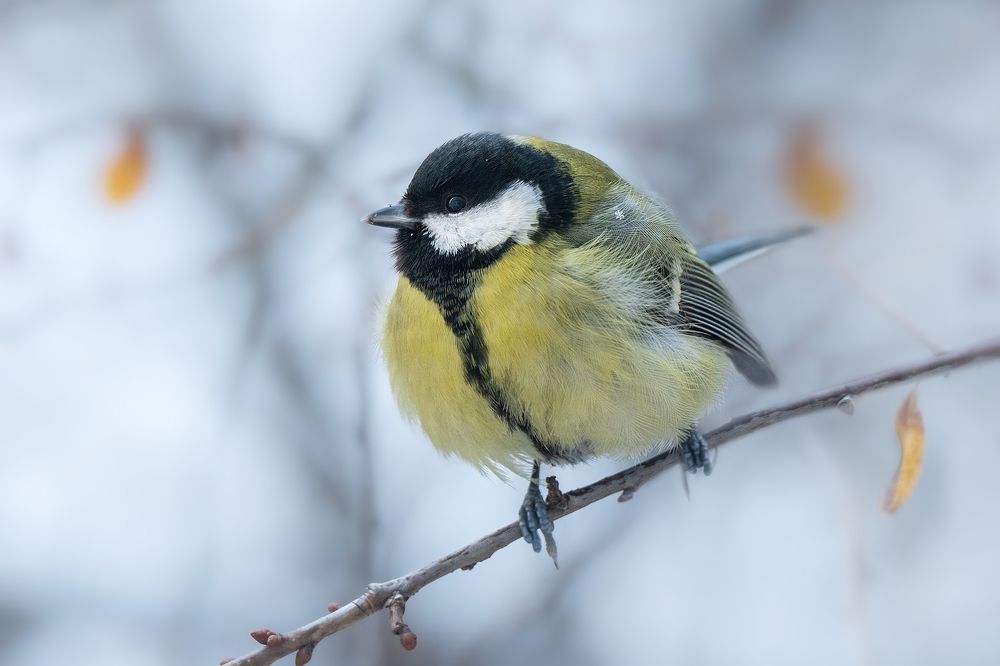 Фотография автора ЯR Ольга