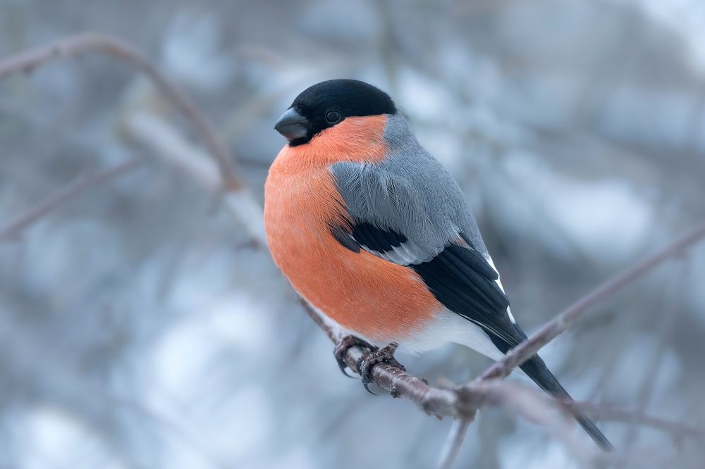 Фотография автора ЯR Ольга