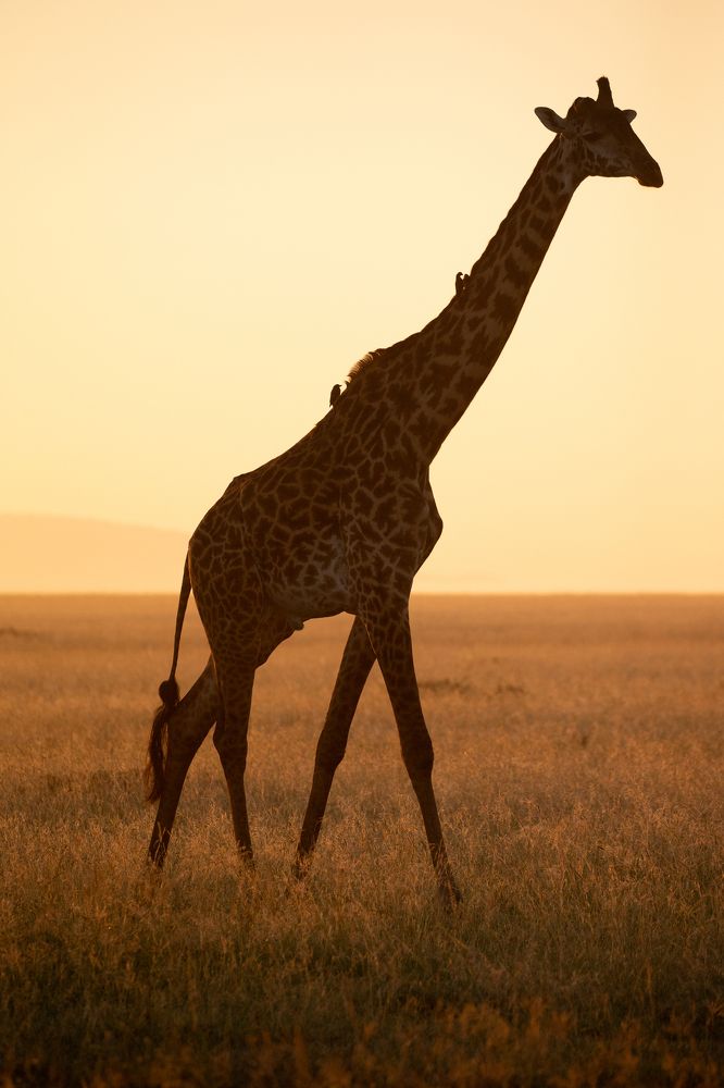 Photograph by Alexander Matrosov