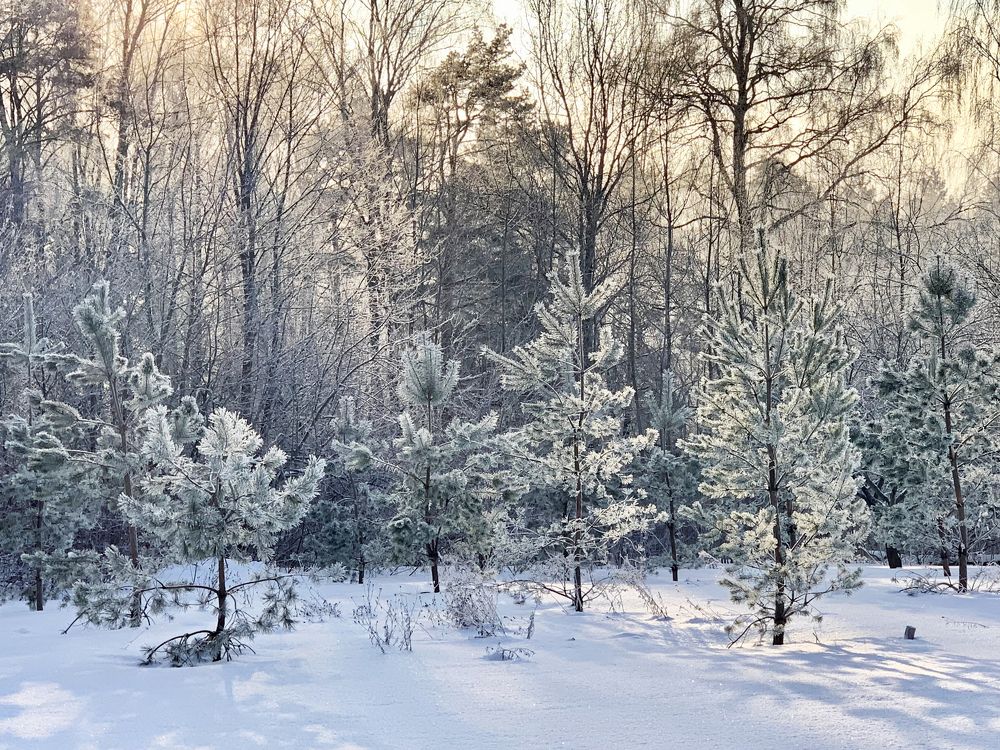 солнечное утро
