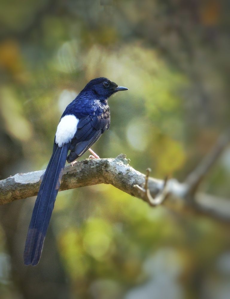 Photograph by sunil agadi