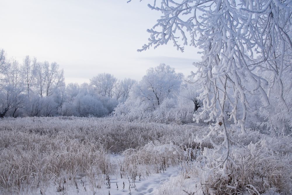 Photograph by Elena  Tagashova