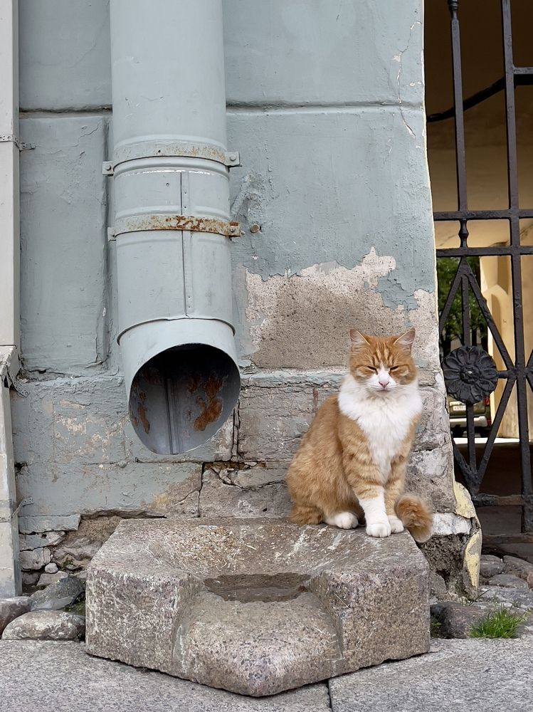 Питерский страж порядка