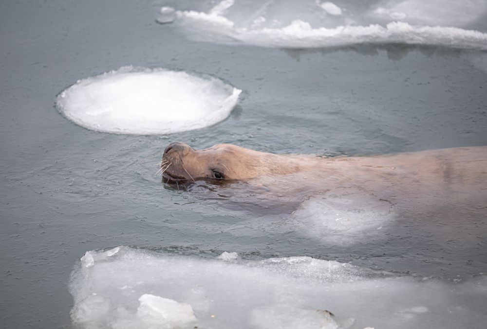 Сивучи-ушастые тюлени