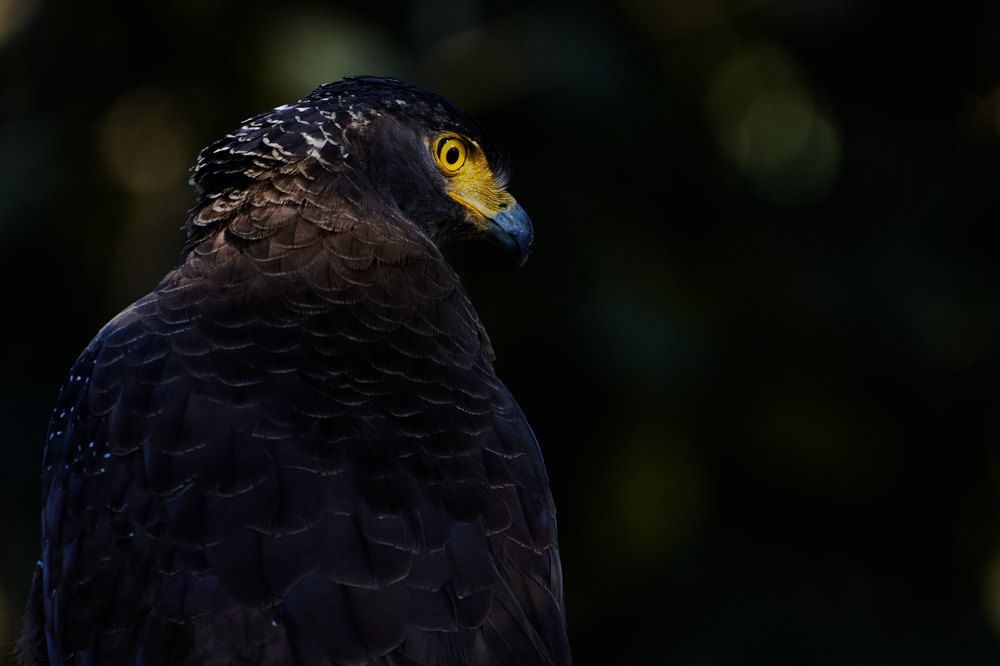 Eye's that gives fear to prey