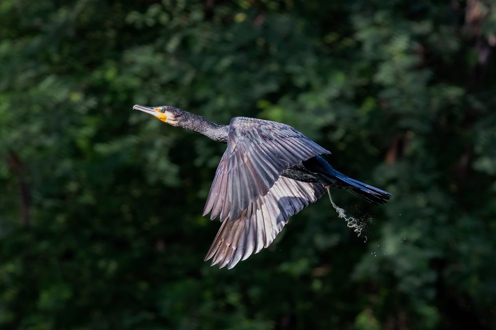 Photograph by Navjot Singh